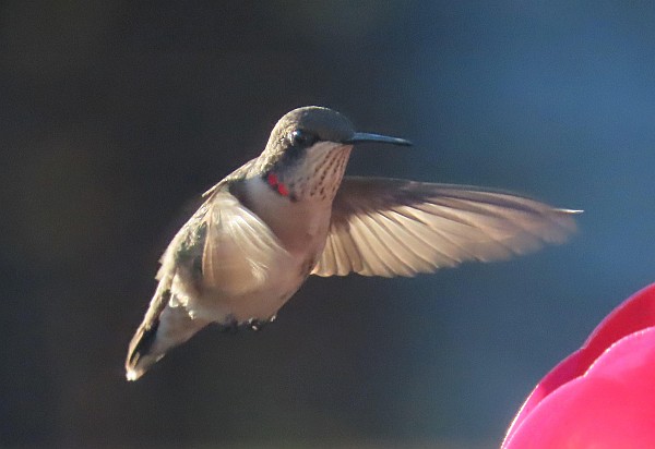 Ruby-throated Hummingbird