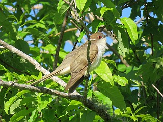 Black-billed Cuckoo on 2017 Chapel Hill CBC