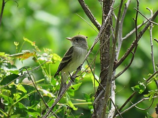 Willow Flycatcher on 2017 Chapel Hill CBC