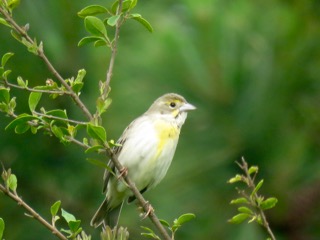 Dickcissel on 2017 Chapel Hill CBC